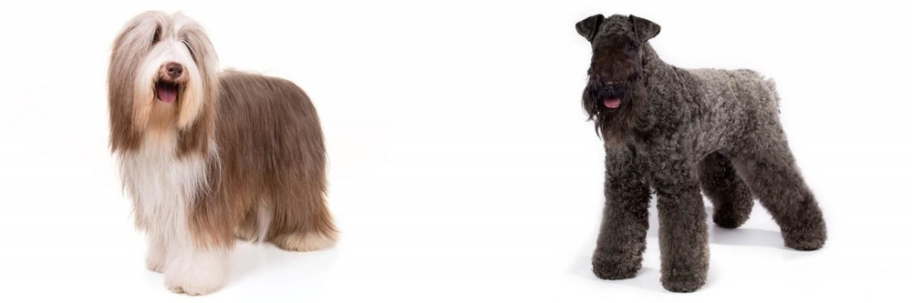 Kerry Blue Terrier vs Bearded Collie - Breed Comparison