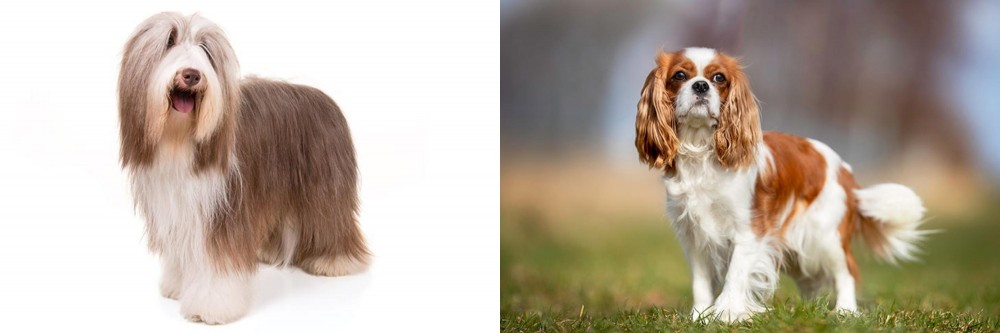King Charles Spaniel vs Bearded Collie - Breed Comparison