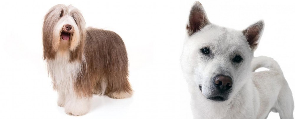 Kishu vs Bearded Collie - Breed Comparison
