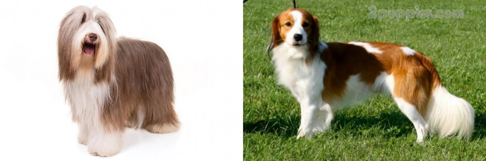 Kooikerhondje vs Bearded Collie - Breed Comparison