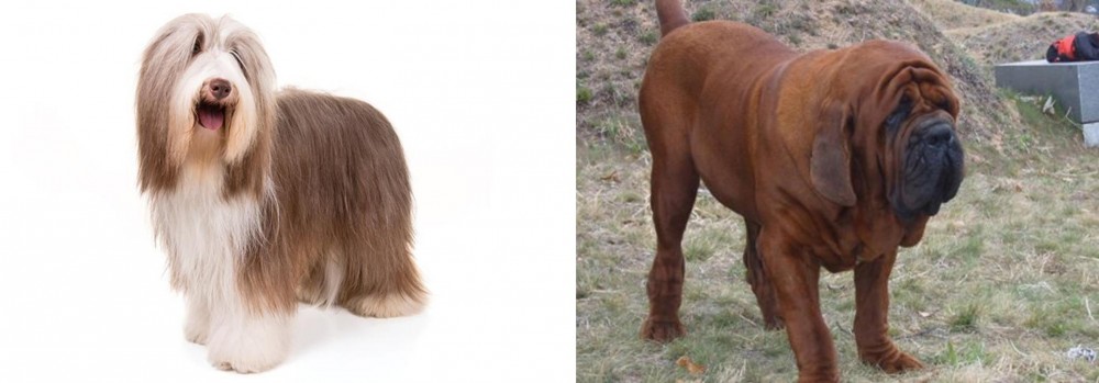 Korean Mastiff vs Bearded Collie - Breed Comparison