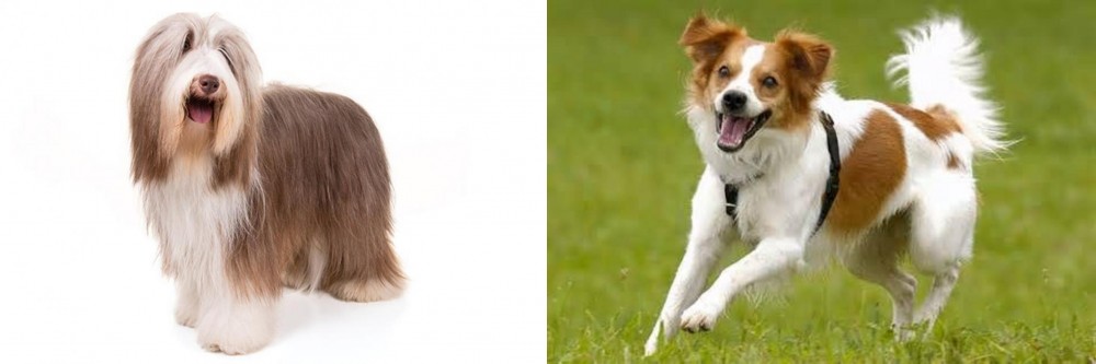 Kromfohrlander vs Bearded Collie - Breed Comparison