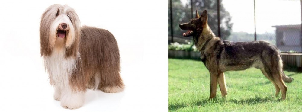 Kunming Dog vs Bearded Collie - Breed Comparison