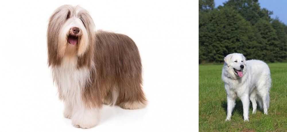Kuvasz vs Bearded Collie - Breed Comparison
