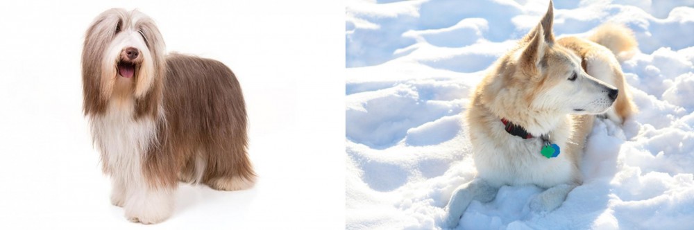 Labrador Husky vs Bearded Collie - Breed Comparison
