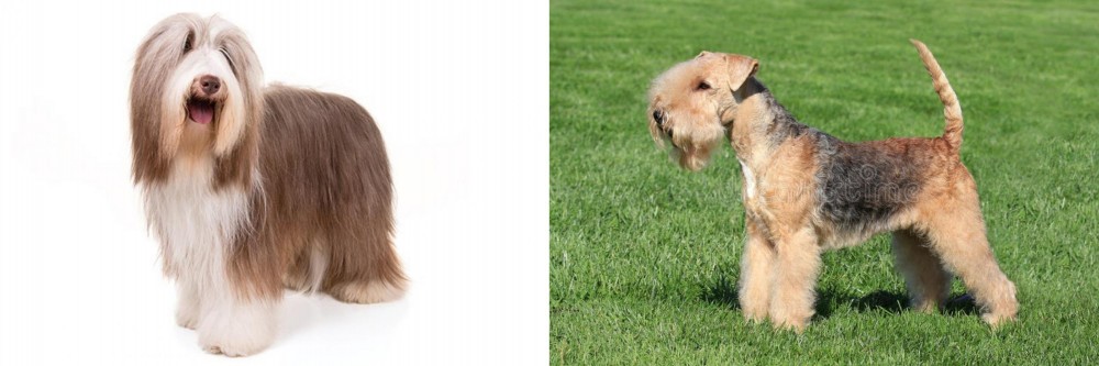 Lakeland Terrier vs Bearded Collie - Breed Comparison