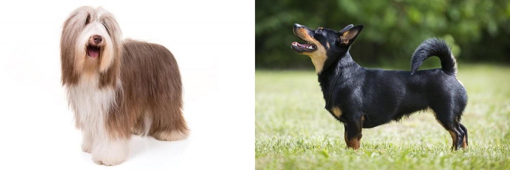 Lancashire Heeler vs Bearded Collie - Breed Comparison