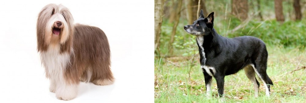 Lapponian Herder vs Bearded Collie - Breed Comparison