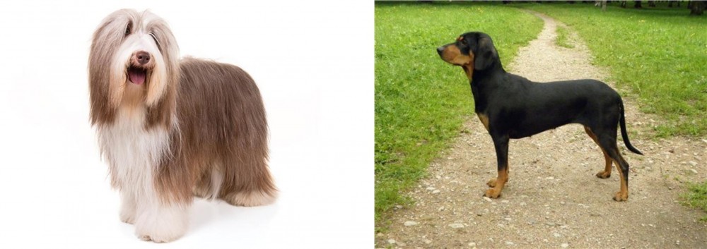 Latvian Hound vs Bearded Collie - Breed Comparison