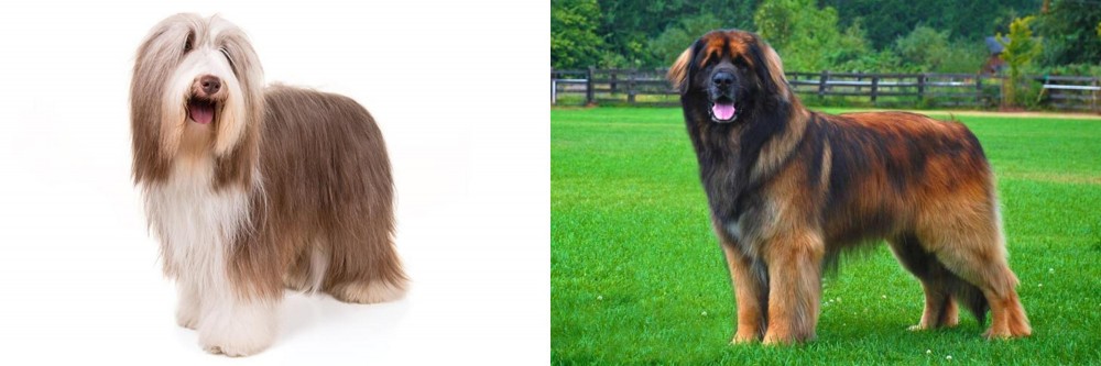 Leonberger vs Bearded Collie - Breed Comparison