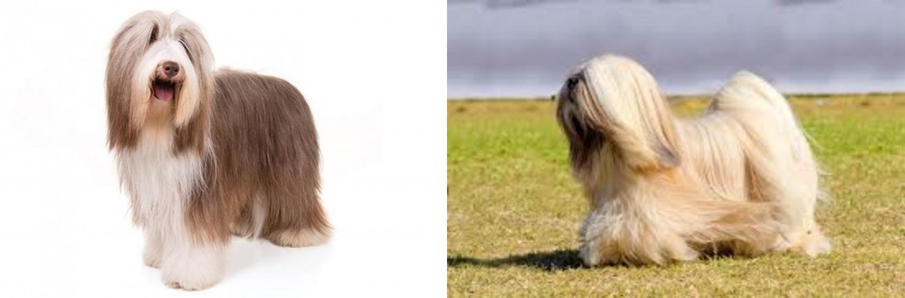 Lhasa Apso vs Bearded Collie - Breed Comparison