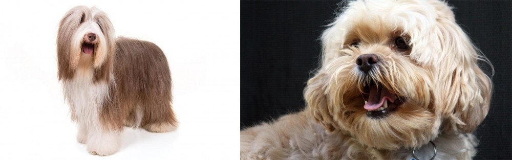 Lhasapoo vs Bearded Collie - Breed Comparison
