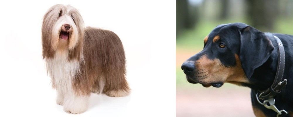Lithuanian Hound vs Bearded Collie - Breed Comparison