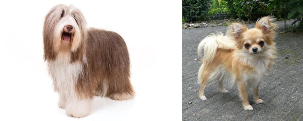 Long Haired Chihuahua vs Bearded Collie - Breed Comparison