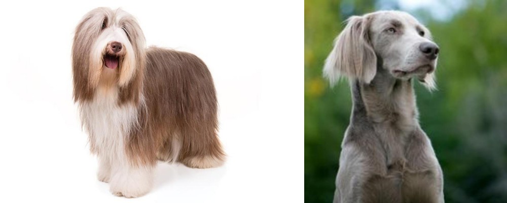 Longhaired Weimaraner vs Bearded Collie - Breed Comparison