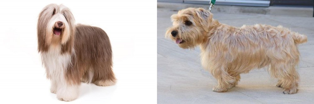 Lucas Terrier vs Bearded Collie - Breed Comparison