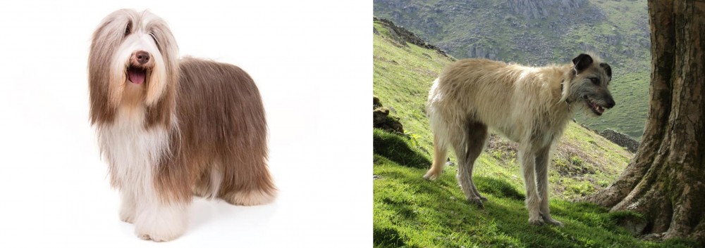 Lurcher vs Bearded Collie - Breed Comparison