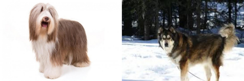 Mackenzie River Husky vs Bearded Collie - Breed Comparison
