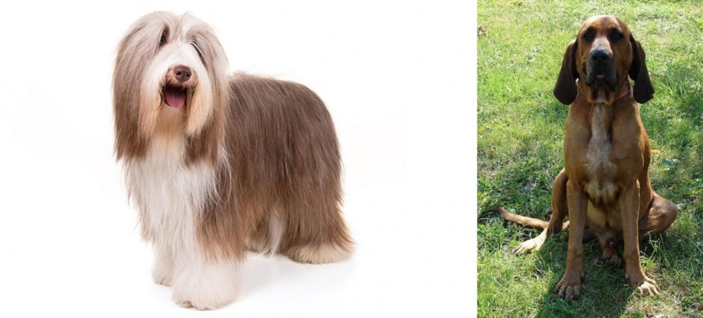 Majestic Tree Hound vs Bearded Collie - Breed Comparison