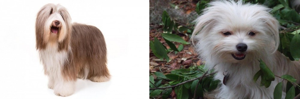 Malti-Pom vs Bearded Collie - Breed Comparison
