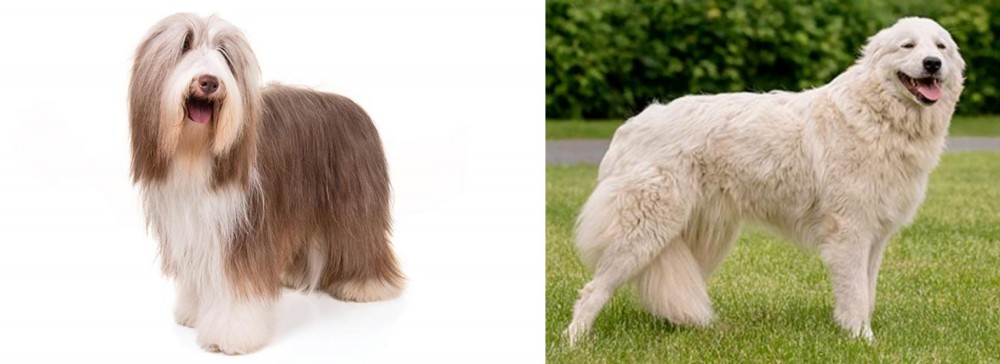 Maremma Sheepdog vs Bearded Collie - Breed Comparison