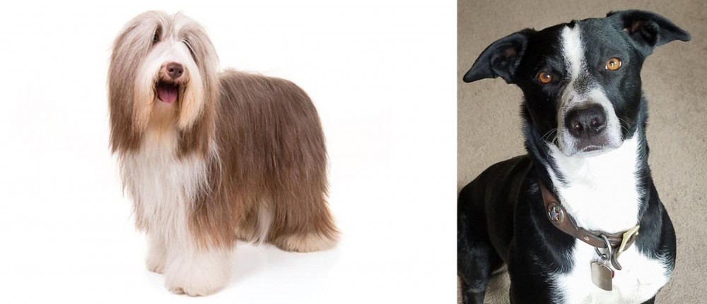 McNab vs Bearded Collie - Breed Comparison