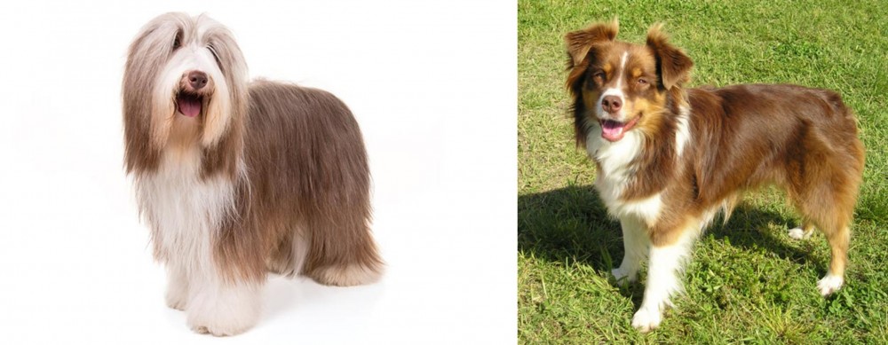 Miniature Australian Shepherd vs Bearded Collie - Breed Comparison