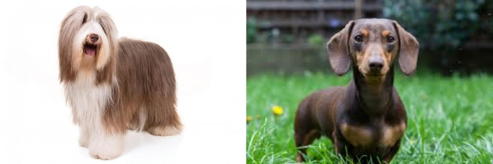 Miniature Dachshund vs Bearded Collie - Breed Comparison