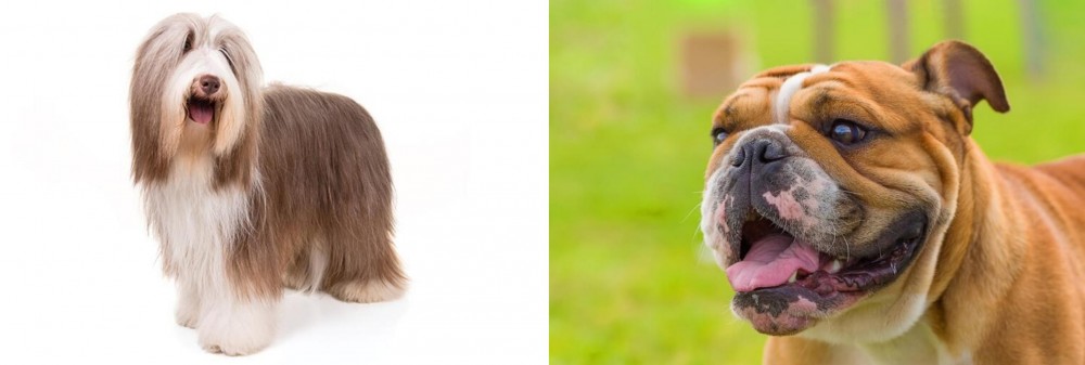 Miniature English Bulldog vs Bearded Collie - Breed Comparison