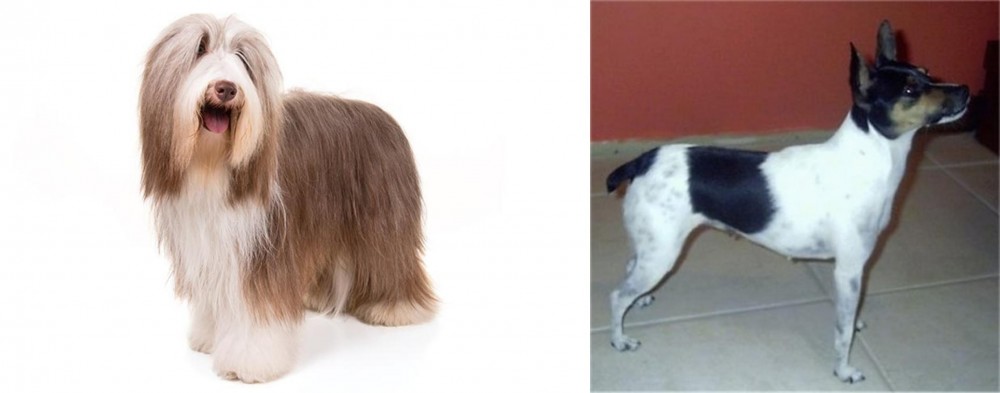 Miniature Fox Terrier vs Bearded Collie - Breed Comparison