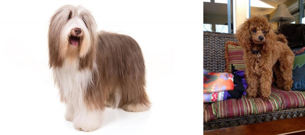 Miniature Poodle vs Bearded Collie - Breed Comparison