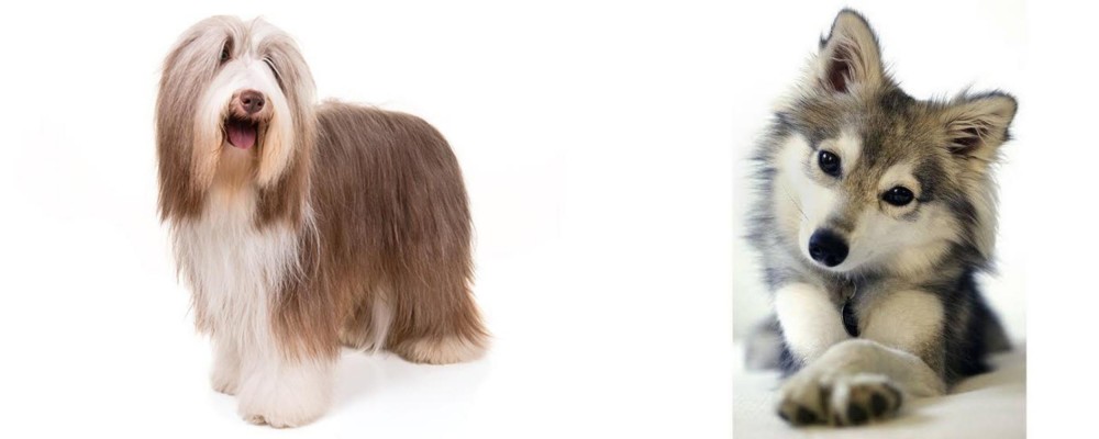 Miniature Siberian Husky vs Bearded Collie - Breed Comparison