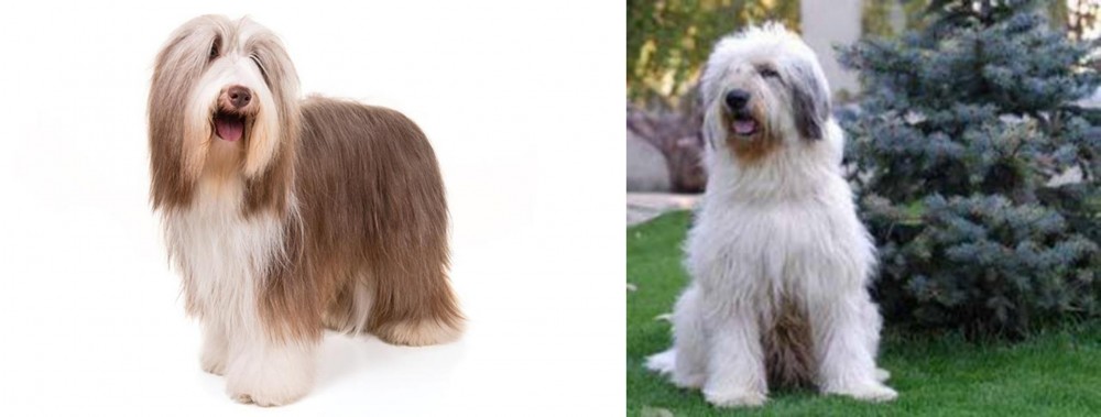 Mioritic Sheepdog vs Bearded Collie - Breed Comparison