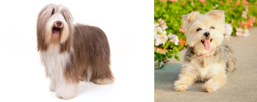 Morkie vs Bearded Collie - Breed Comparison