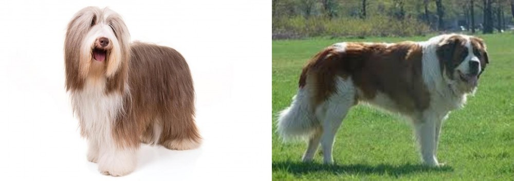 Moscow Watchdog vs Bearded Collie - Breed Comparison