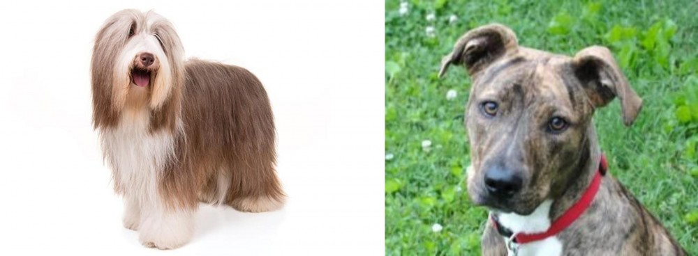 Mountain Cur vs Bearded Collie - Breed Comparison