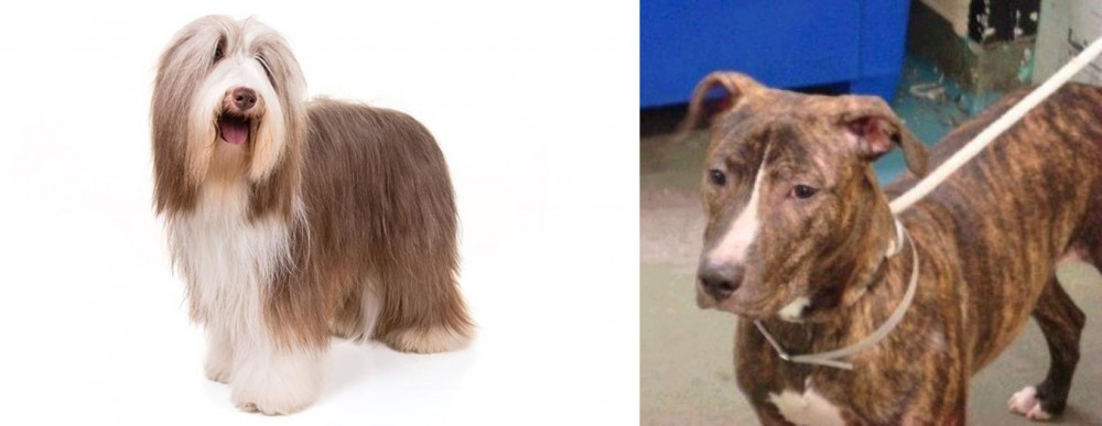 Mountain View Cur vs Bearded Collie - Breed Comparison