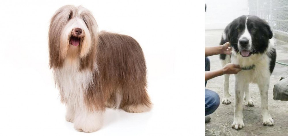 Mucuchies vs Bearded Collie - Breed Comparison