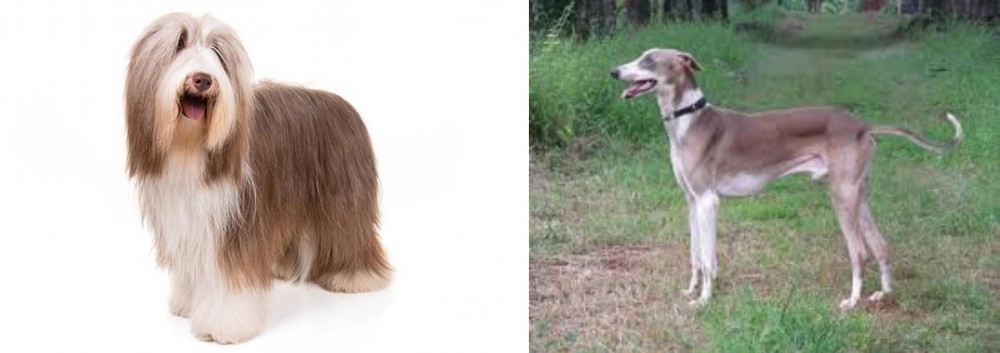 Mudhol Hound vs Bearded Collie - Breed Comparison