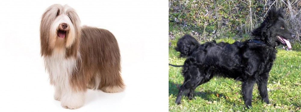 Mudi vs Bearded Collie - Breed Comparison