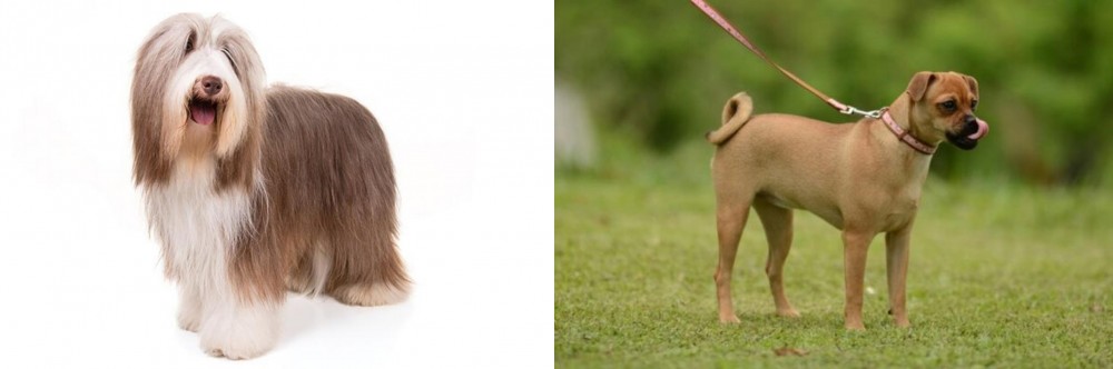 Muggin vs Bearded Collie - Breed Comparison