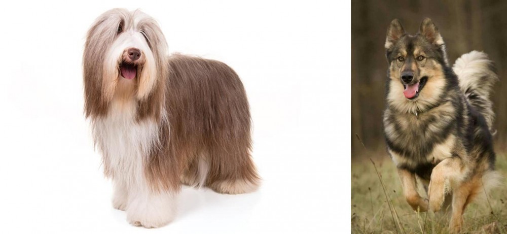 Native American Indian Dog vs Bearded Collie - Breed Comparison