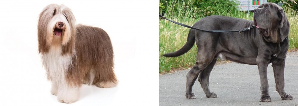 Neapolitan Mastiff vs Bearded Collie - Breed Comparison