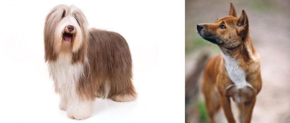 New Guinea Singing Dog vs Bearded Collie - Breed Comparison