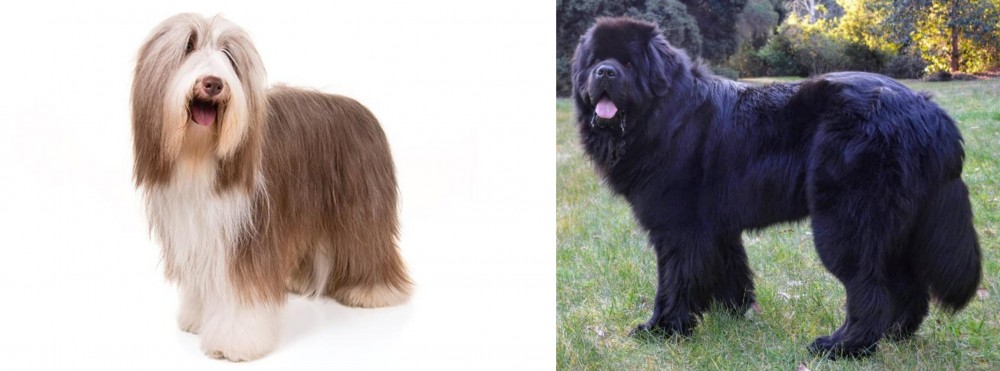 Newfoundland Dog vs Bearded Collie - Breed Comparison