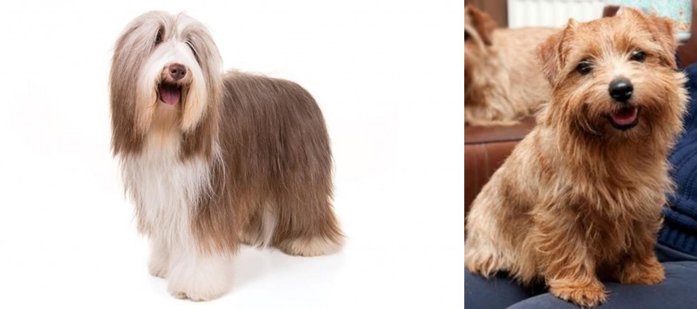 Norfolk Terrier vs Bearded Collie - Breed Comparison