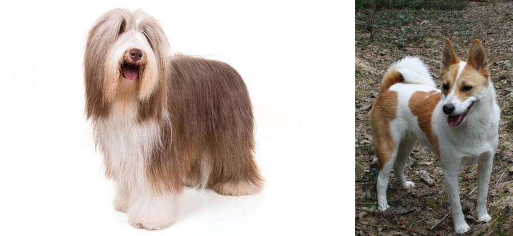 Norrbottenspets vs Bearded Collie - Breed Comparison