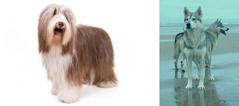 Northern Inuit Dog vs Bearded Collie - Breed Comparison