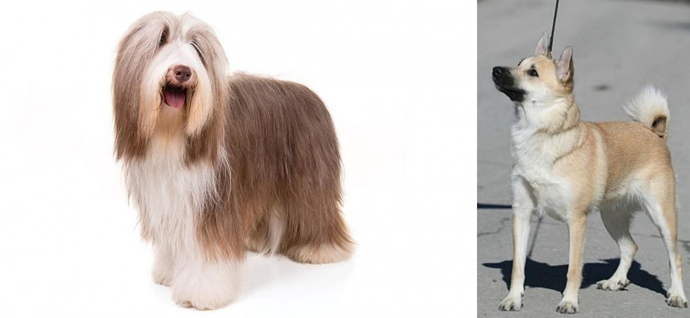 Norwegian Buhund vs Bearded Collie - Breed Comparison