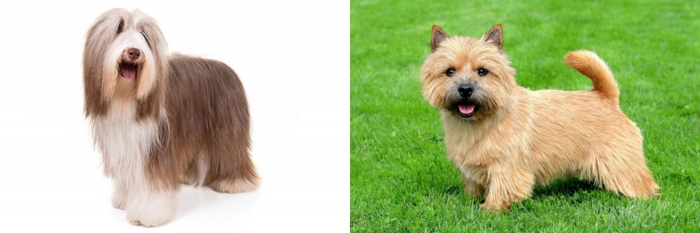 Norwich Terrier vs Bearded Collie - Breed Comparison